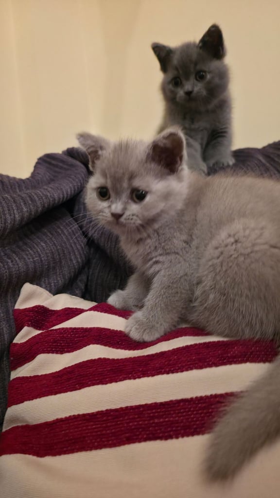 British Shorthair Kittens for sale - Pedigree Lilac and Blue