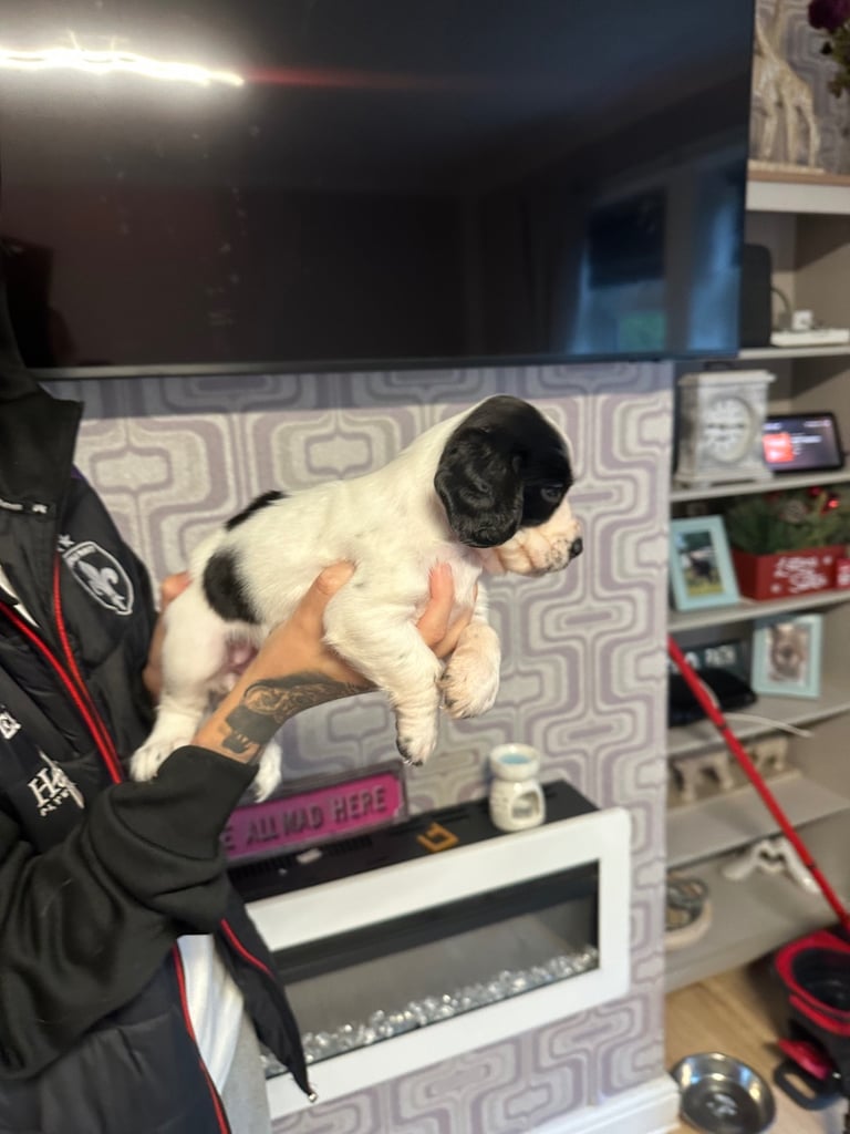 Cocker spaniel puppies