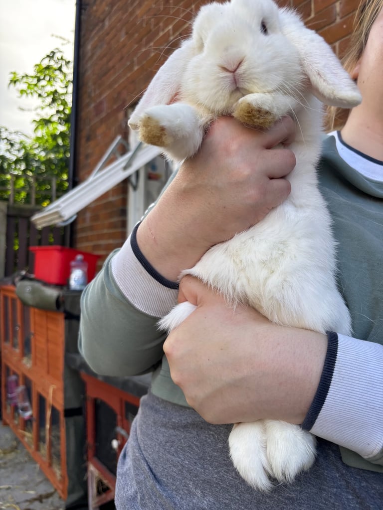 image for Mini-lop, French lop, lionhead
