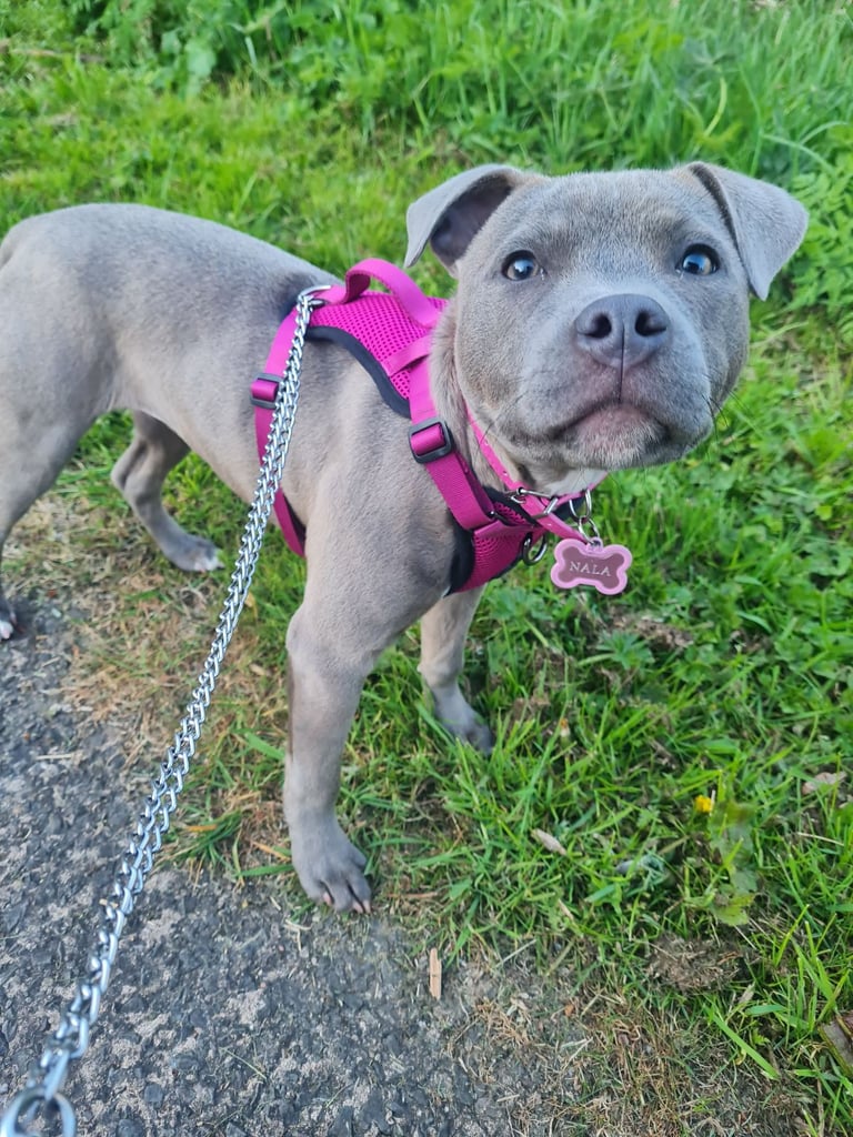 Staffordshire Bull Terrier Staffy