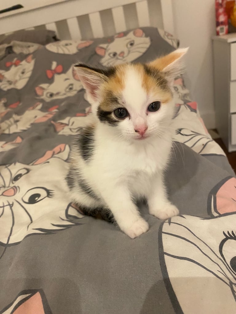 adorable kittens for sale 