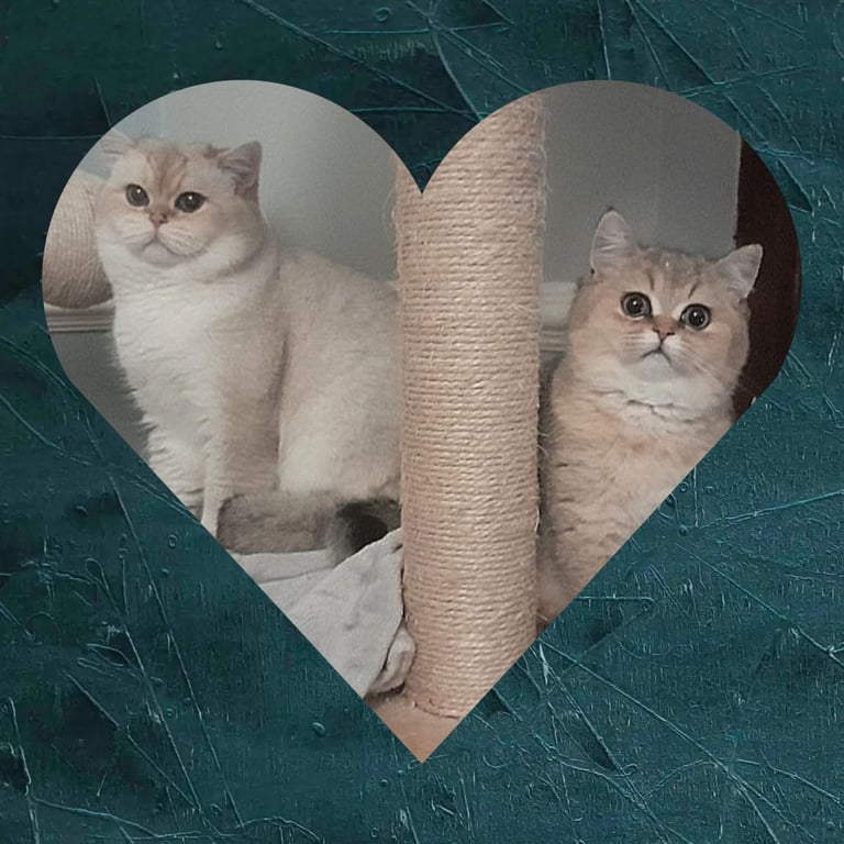 x4 Pedigree British Longhair & x2 British Shorthair Blue Golden & GoldenKittens 