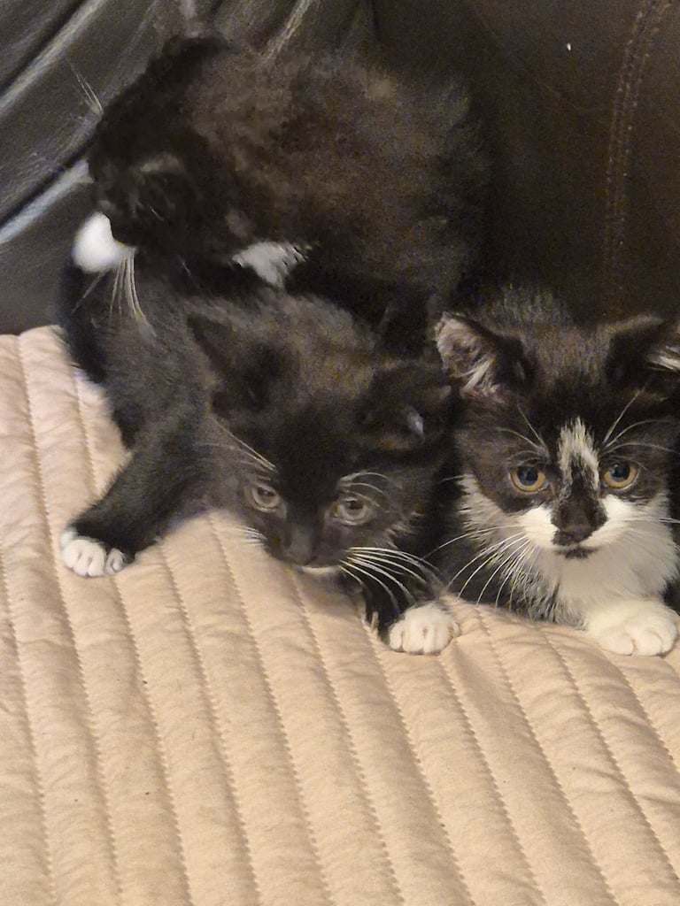 3 gorgeous female kittens. urgent. £45