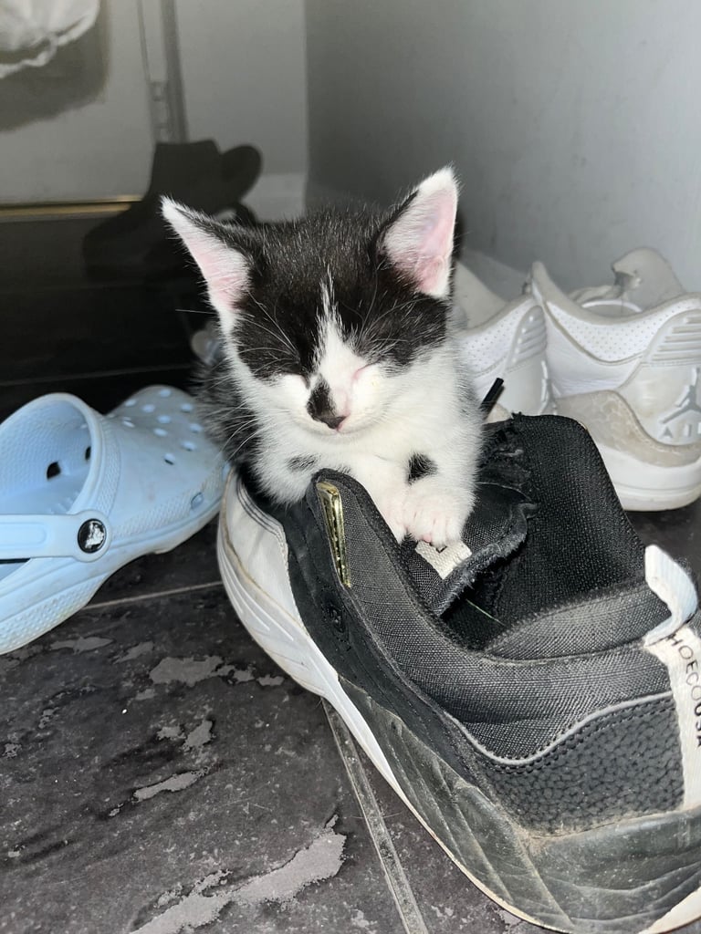 5 beautiful kittens for a sale update only 2 boys left in pics now
