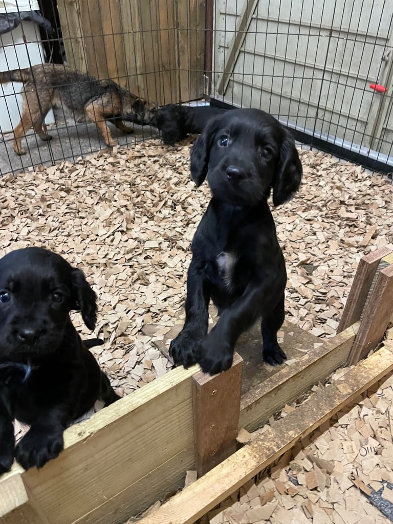 KC registered cocker pups