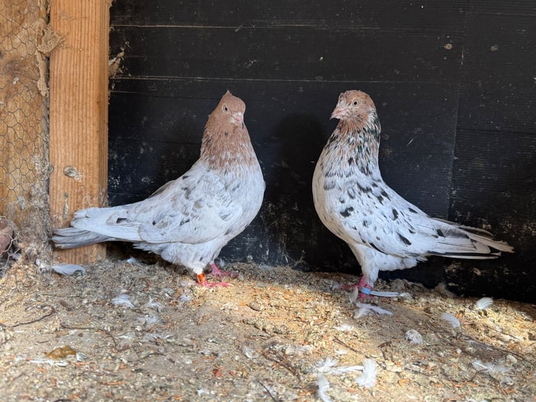 Iranian Pigeons For Sale