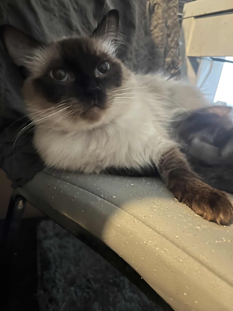 Ragdoll female cat