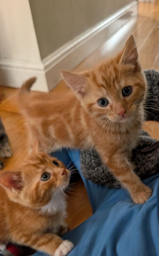 Adorable kittens looking for new homes