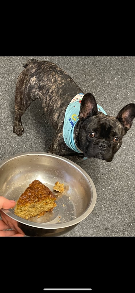 4 year male French bull dog 