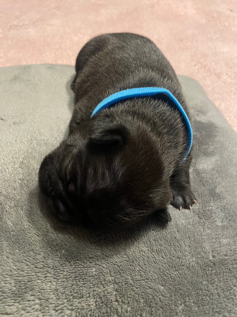 French bulldog puppies