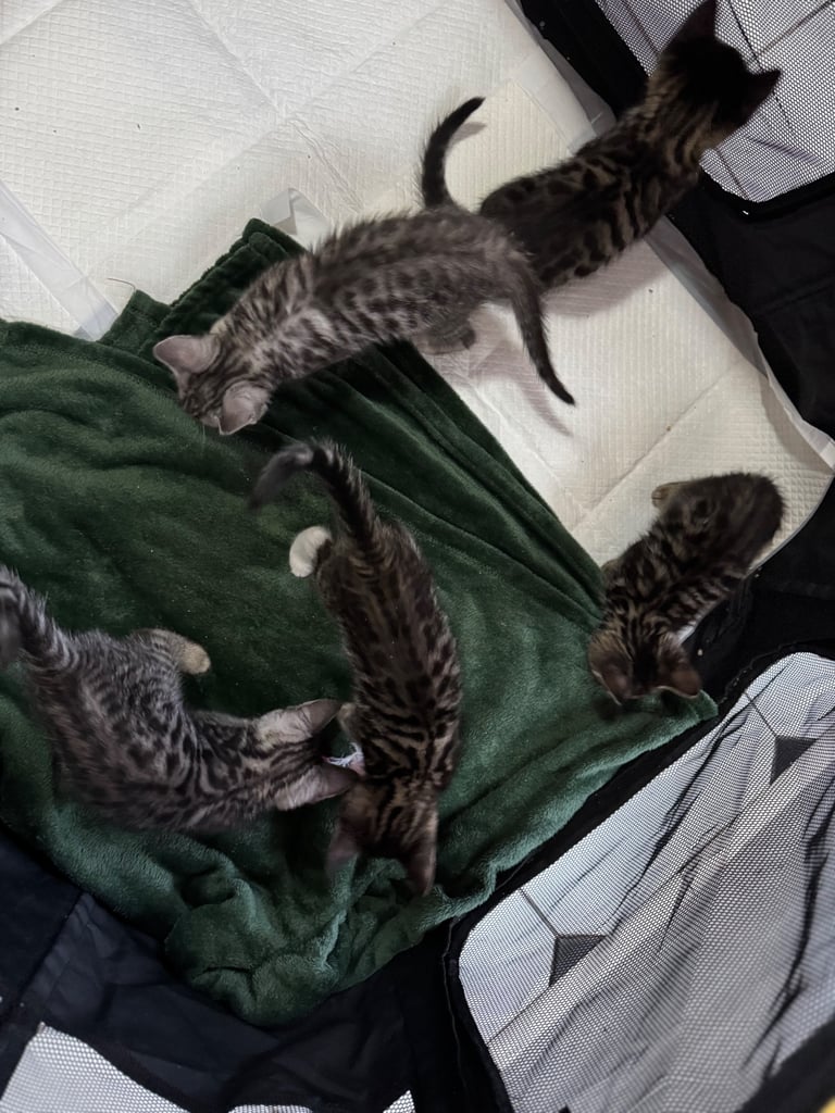 Maine coon cross Bengal kittens ready now 
