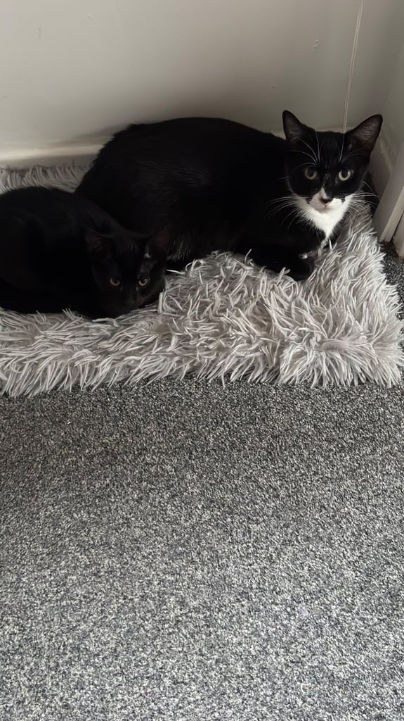 Lil Silky tuxedo kitten 