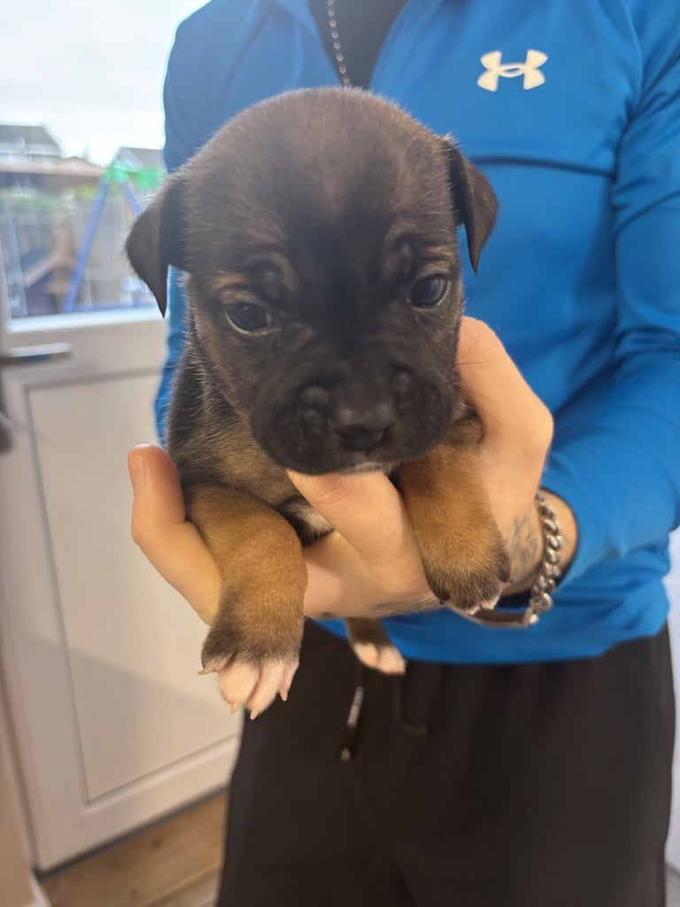 Bulldog/staffy mix 