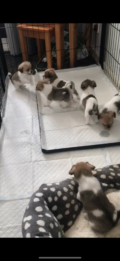 Shih tzu x chihuahua puppies 
