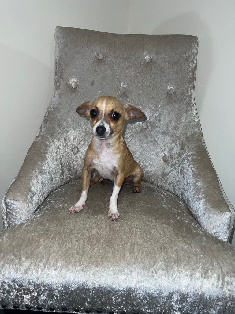 image for Miniature Chihuahua