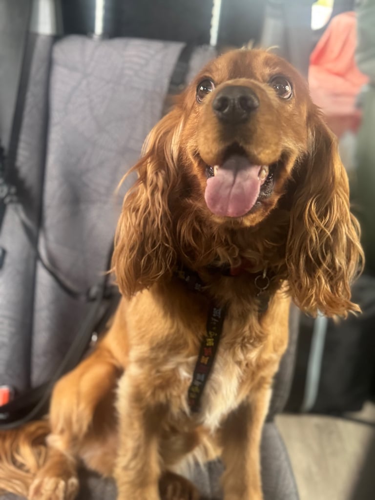 Male cocker spaniel 