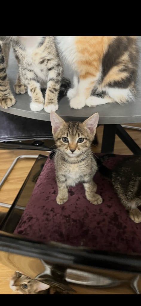 9 week old male kitten 