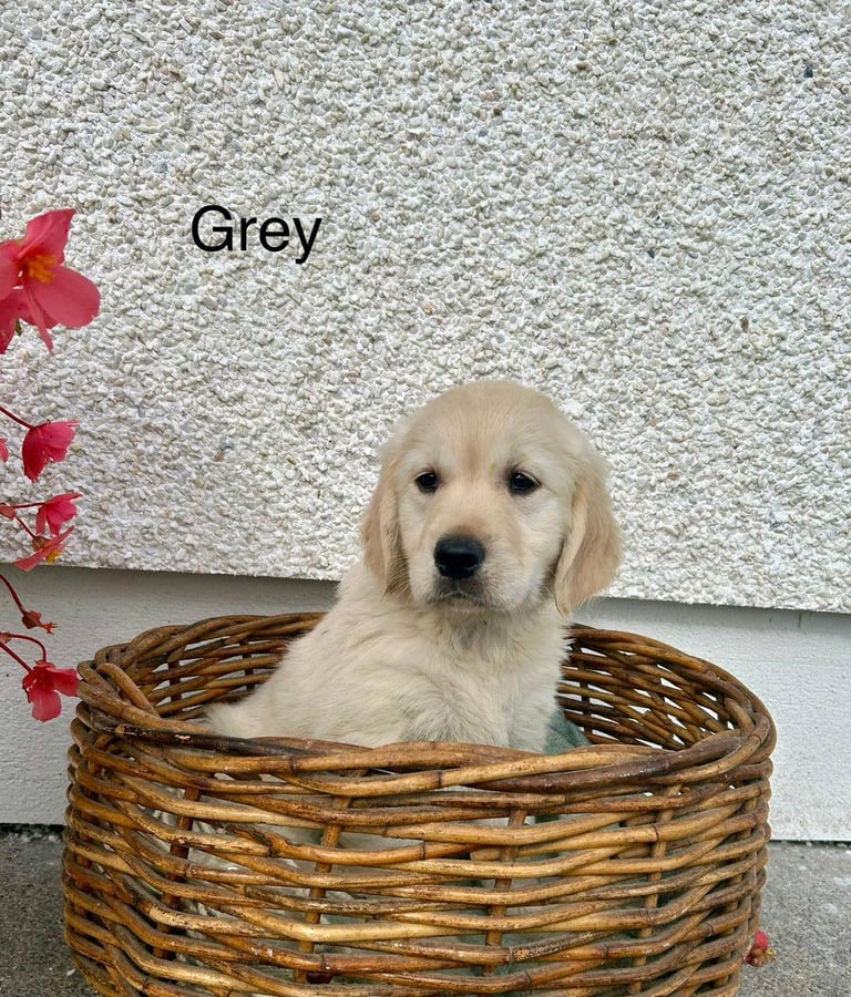 Gorgeous Cream KC Golden Retriever Puppies