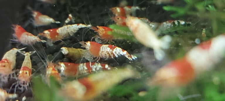 Crystal red shrimp