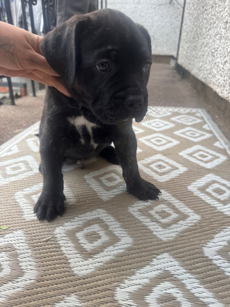 Cane corso boy 