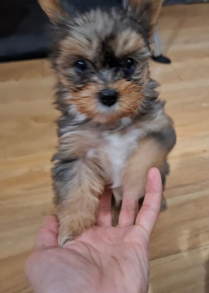 Female Yorkshire terrier 