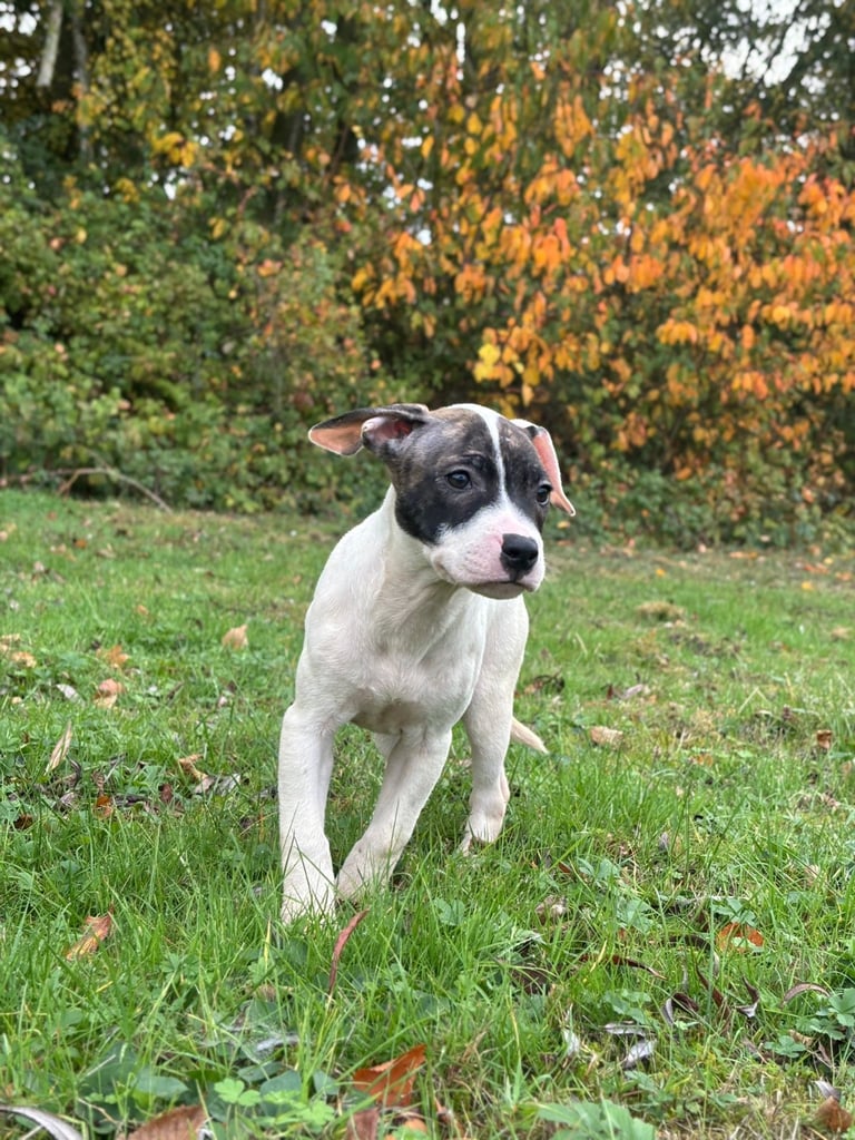 Staffy puppy