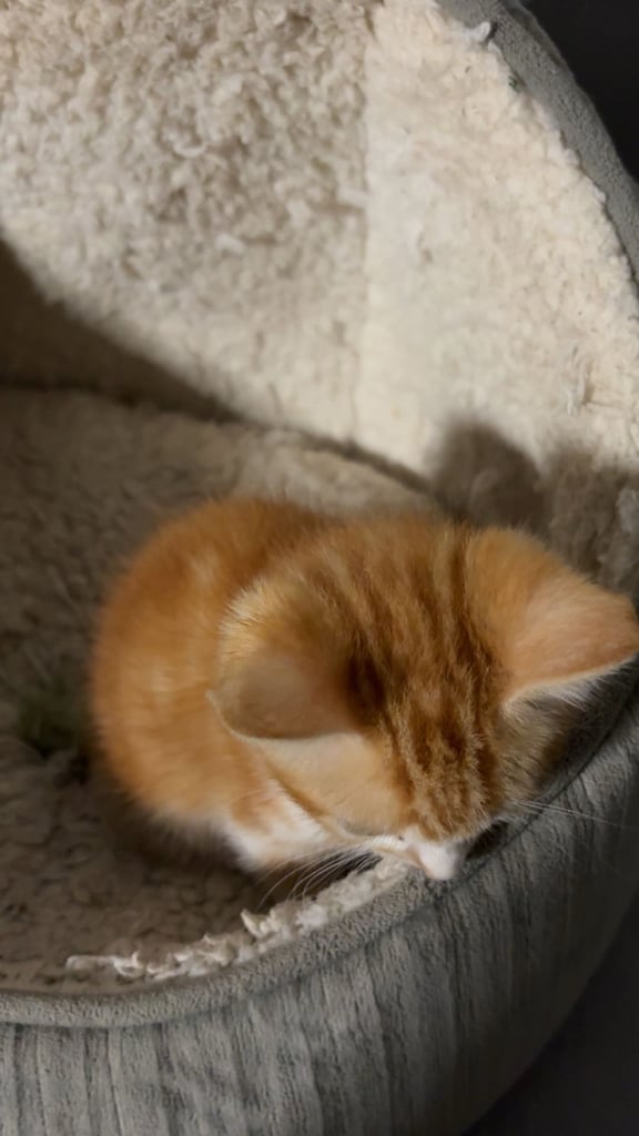 8 week old Ginger kitten ready to leave!