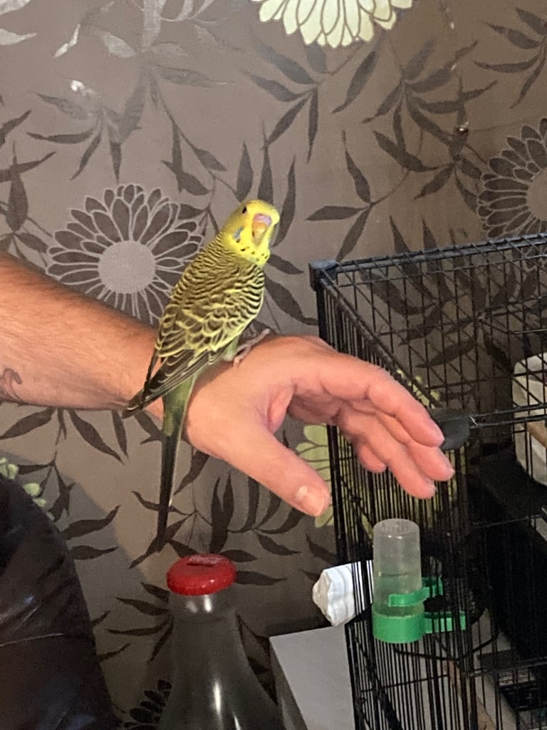 Baby budgies 8 week old 