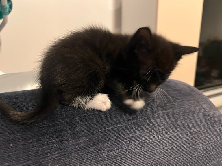 image for  Kittens 