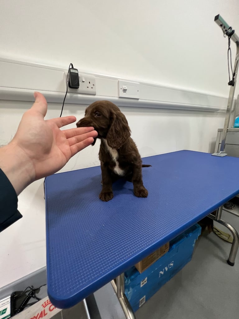 English Cocker spaniel puppies 