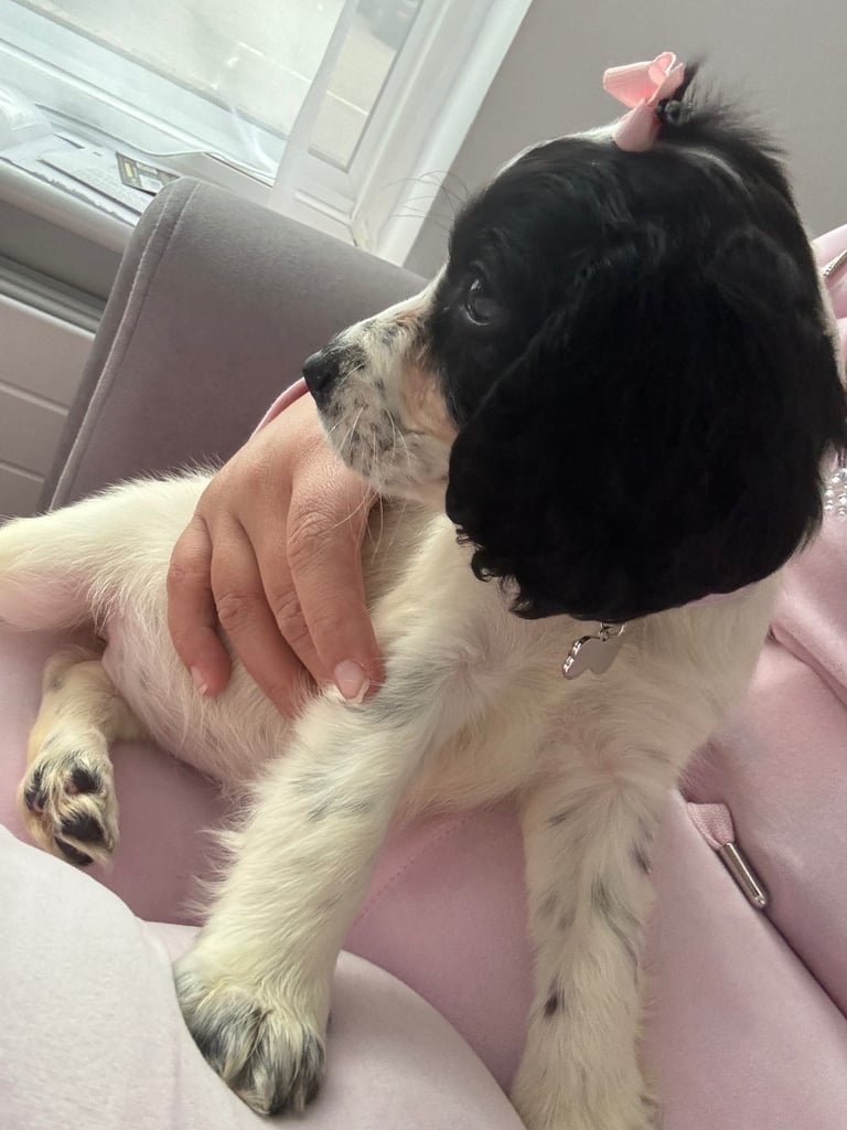 Cocker spaniel puppy 
