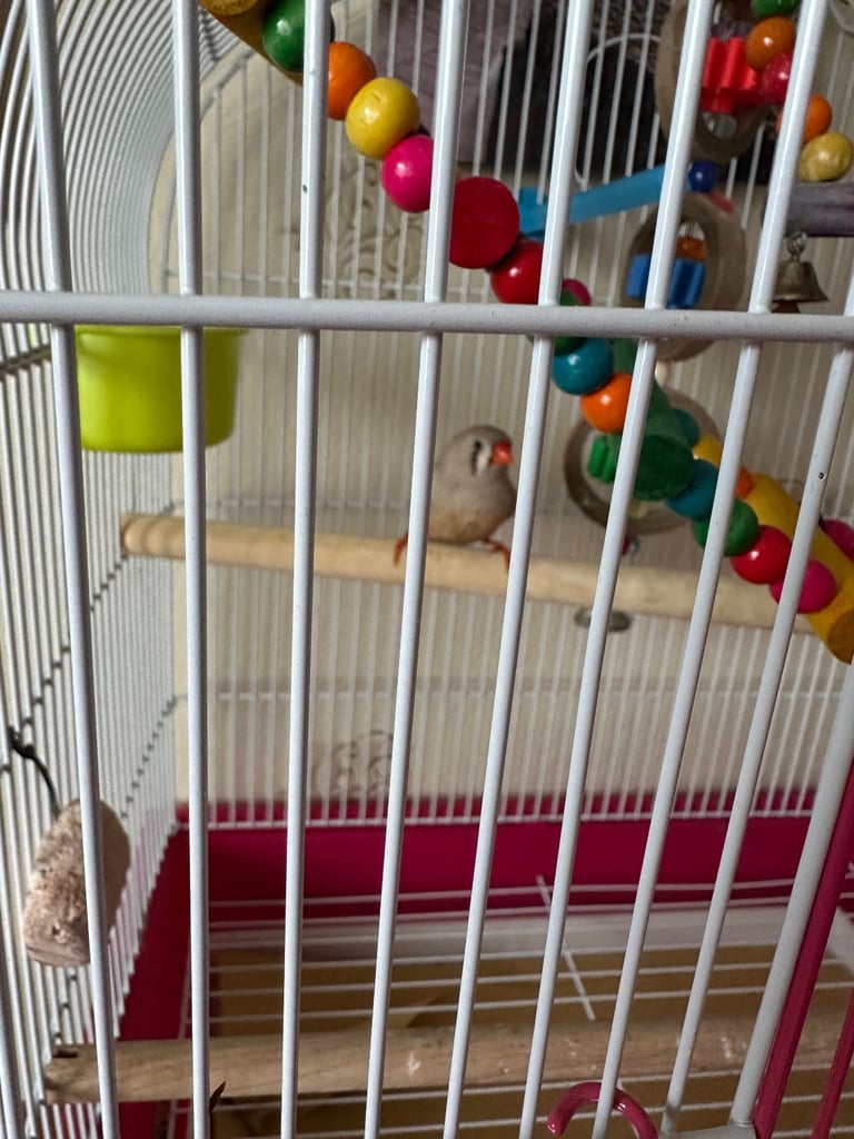 Female zebra finch 