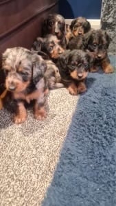DAPPLE LONG HAIRED DACHSHUND BOY PUPPIES 