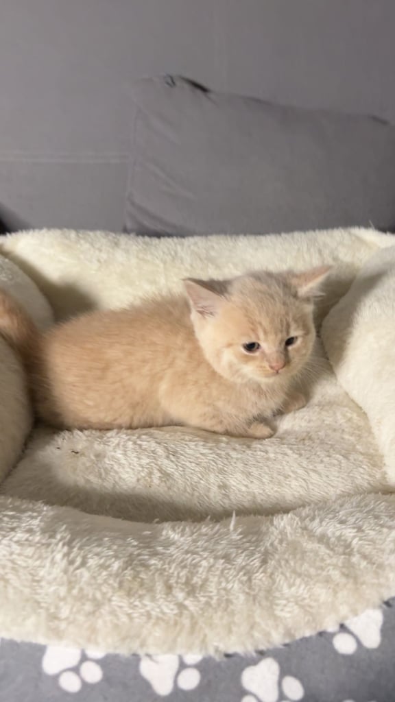 😸 Adorable 8-Week-Old British Shorthair x Russian Blue – Ready for a Loving Home! 🏡