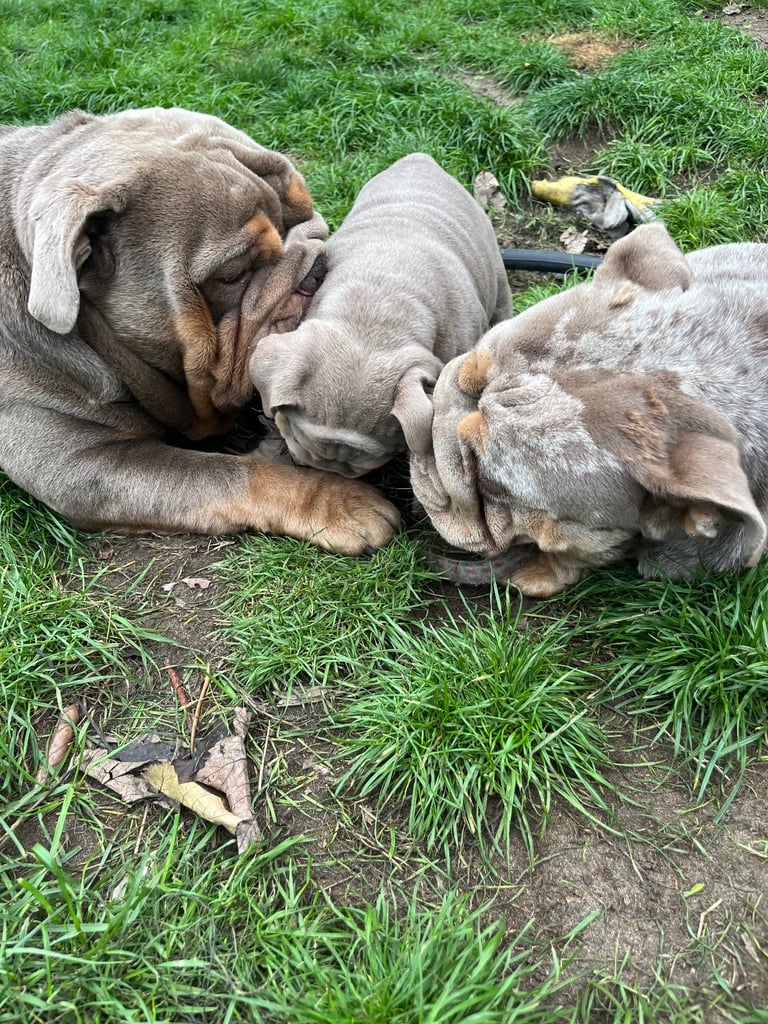 English Bulldog Dogs Puppies for Sale in England Gumtree