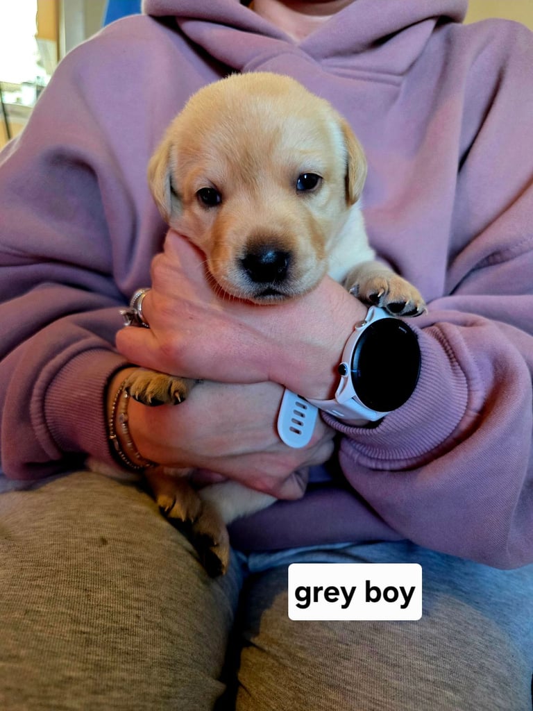 image for Pure bred labrador puppies for sale