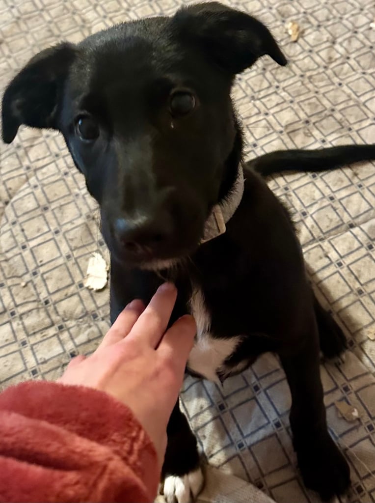 4 month old Labrador cross collie