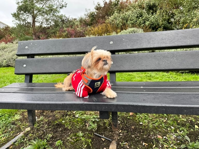 Adorable Shih Tzu Looking for a Loving Home