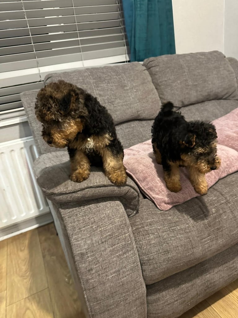 Beautiful Black and Tab Lakeland Pups 