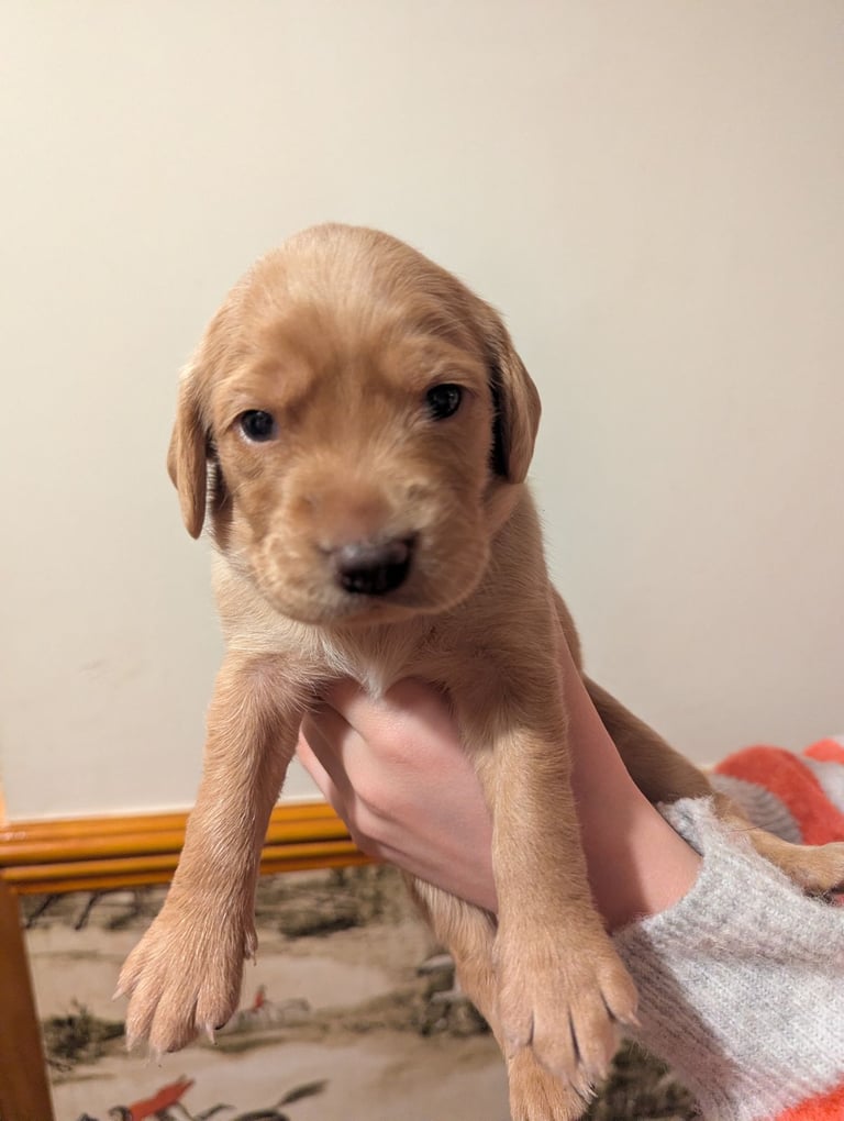 Cockador puppies for sale