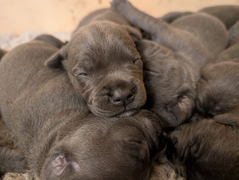 Blue Staffordshire Bull Terrier Puppiess
