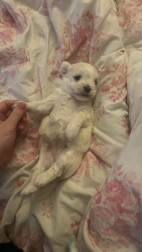 Maltese puppies for rehoming 