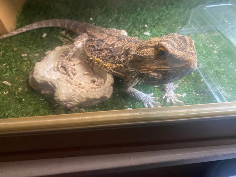 image for Bearded dragon and viverium 