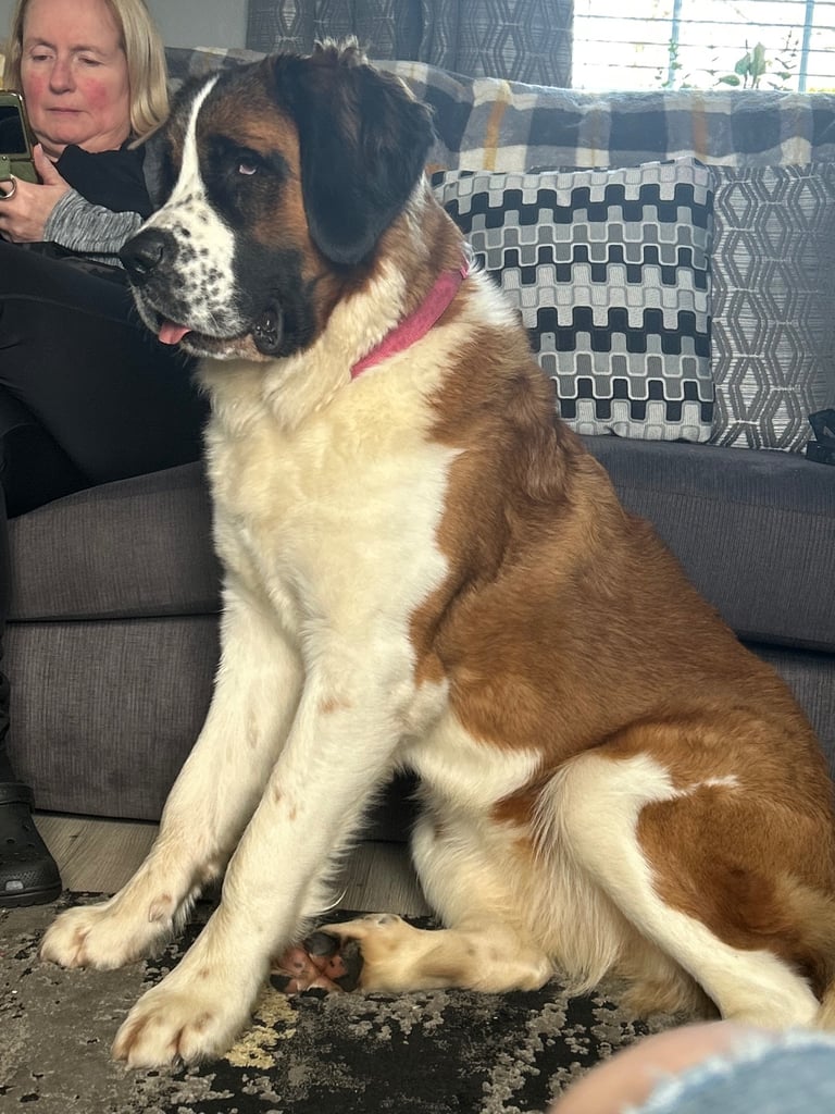 St Bernard puppies 