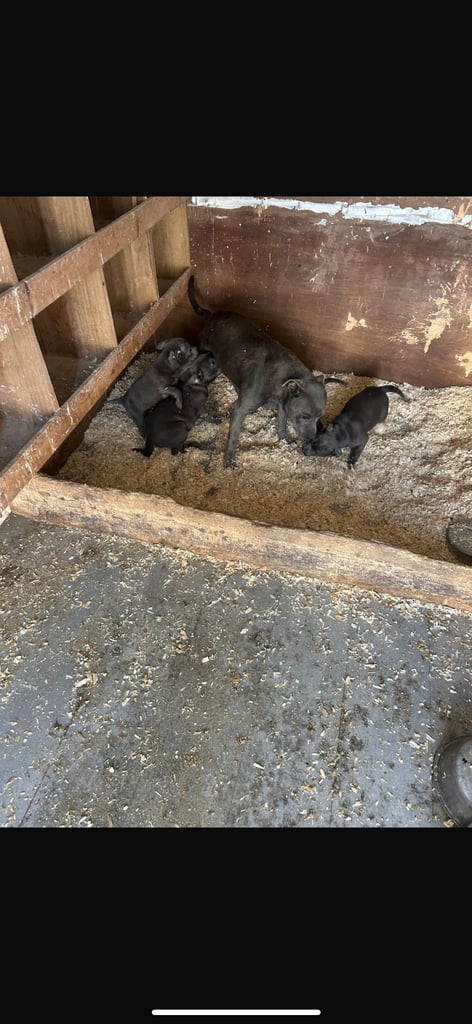 Blue Staffordshire Bull Terrier Puppies 