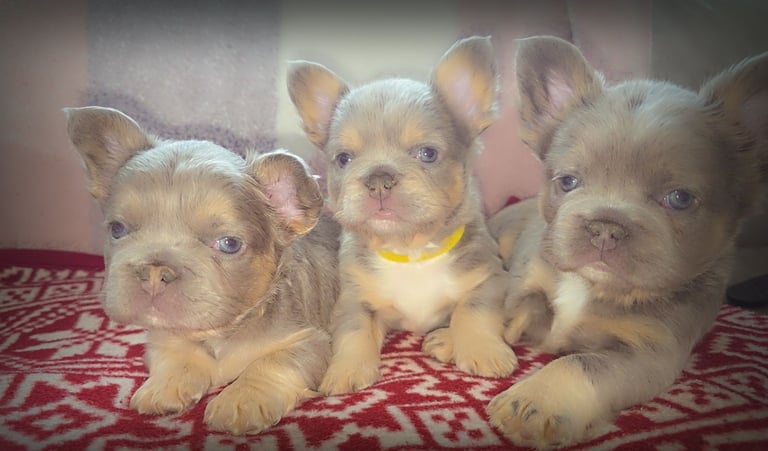 Fluffy isabella and tan frenchbulldogs READY TO LEAVE NOW