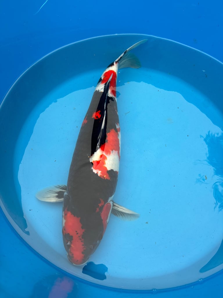 koi carp / fish 