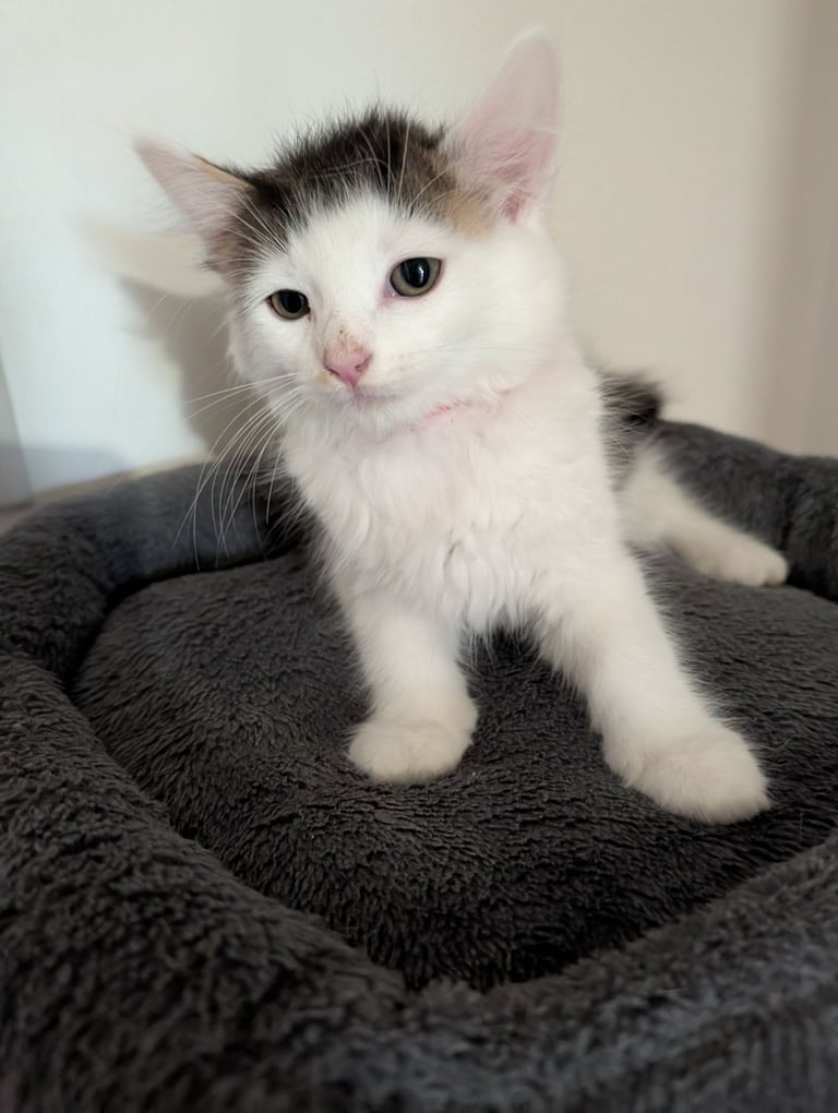 Gorgeous fluffy kittens 