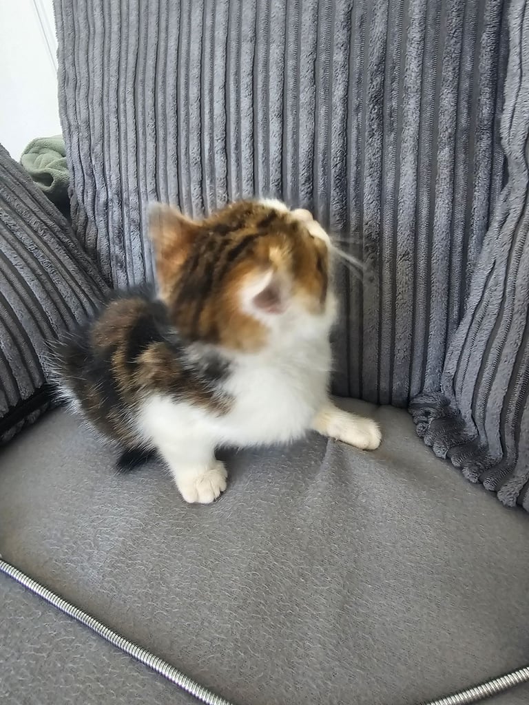 male kitten