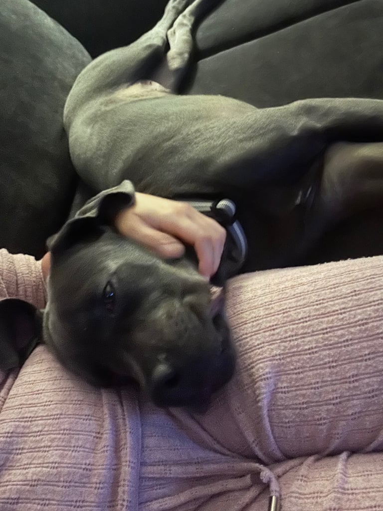 6 months old cane corso 